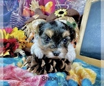 Image preview for Ad Listing. Nickname: Shiloh