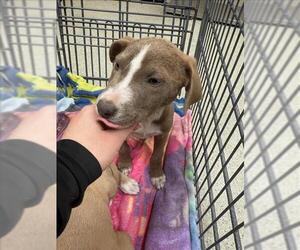 American Pit Bull Terrier-Unknown Mix Dogs for adoption in Conroe, TX, USA