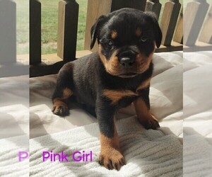 Rottweiler Puppy for sale in TABLE GROVE, IL, USA