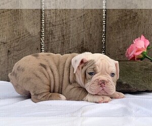 Olde English Bulldogge Puppy for sale in FREDERICKSBURG, OH, USA