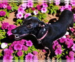 Small #7 Italian Greyhound Mix