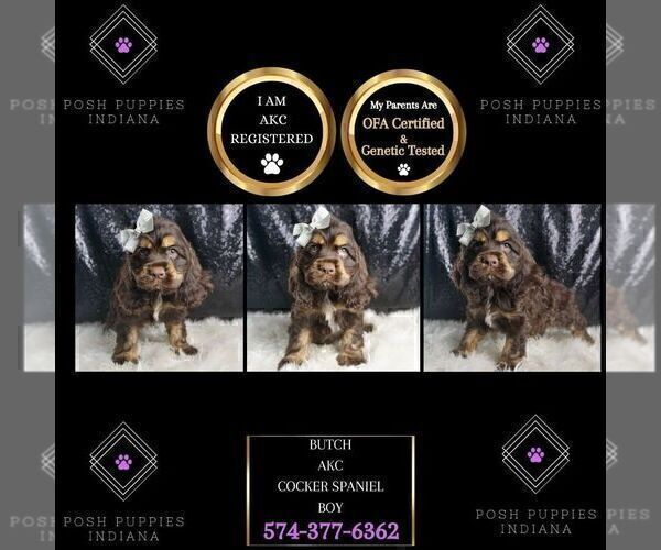Medium Photo #87 Cocker Spaniel Puppy For Sale in WARSAW, IN, USA