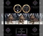 Small Photo #87 Cocker Spaniel Puppy For Sale in WARSAW, IN, USA