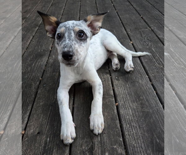 Medium Photo #3 Mutt Puppy For Sale in Brooklyn Center, MN, USA