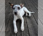 Small #2 Mutt