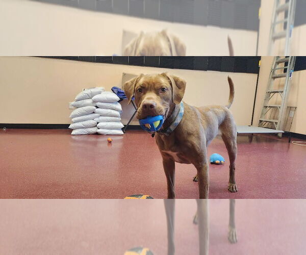 Medium Photo #18 Chesapeake Bay Retriever-Unknown Mix Puppy For Sale in Chestertown, MD, USA