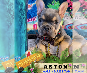French Bulldog Puppy for sale in HEATHROW, FL, USA
