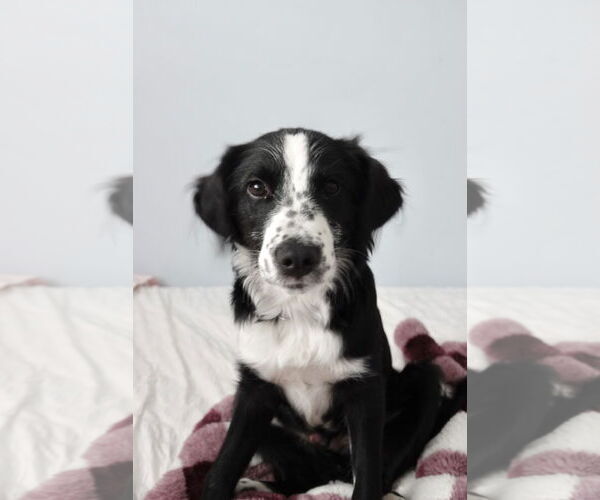 Medium Photo #7 Border Collie Puppy For Sale in Sandy, UT, USA
