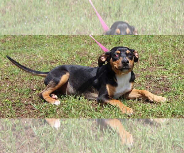 Medium Photo #4 Mutt Puppy For Sale in Prattville, AL, USA