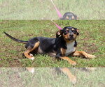 Small #3 Mutt