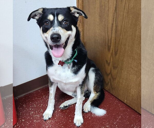 Medium Photo #23 Mutt Puppy For Sale in Fargo, ND, USA