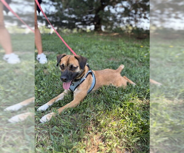 Medium Photo #1 Mutt Puppy For Sale in Aurora, CO, USA