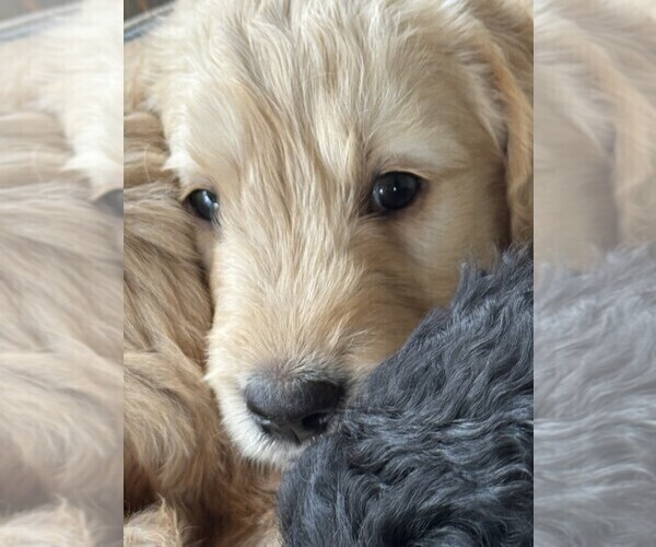 Medium Photo #1 Goldendoodle Puppy For Sale in PECK, KS, USA