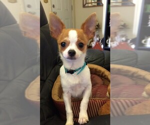 Chihuahua Puppy for sale in WOLCOTT, CT, USA