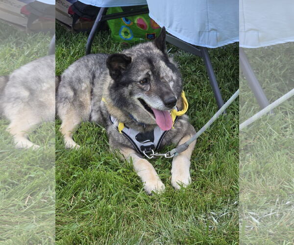 Medium Photo #3 Norwegian Elkhound Puppy For Sale in Rustburg, VA, USA