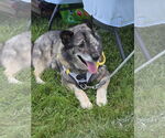 Small #2 Norwegian Elkhound