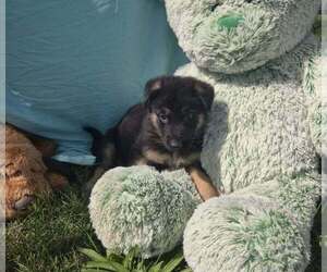 German Shepherd Dog Puppy for sale in RIGA, MI, USA