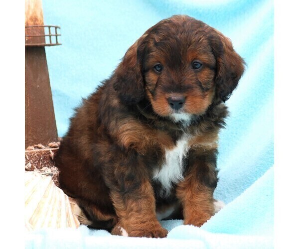 Medium Photo #5 Miniature Bernedoodle Puppy For Sale in GORDONVILLE, PA, USA