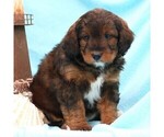 Small Photo #5 Miniature Bernedoodle Puppy For Sale in GORDONVILLE, PA, USA