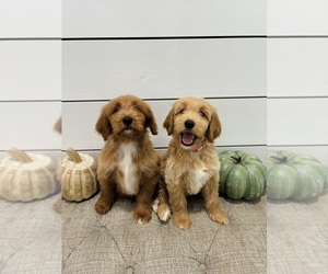 Goldendoodle mix (+ Poodle Standard) Puppy for sale in FALKNER, MS, USA