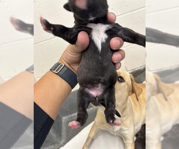 Medium Photo #1 Labrador Retriever-Unknown Mix Puppy For Sale in San Antonio, TX, USA