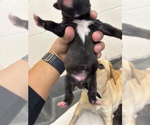 Labrador Retriever-Unknown Mix Dogs for adoption in San Antonio, TX, USA