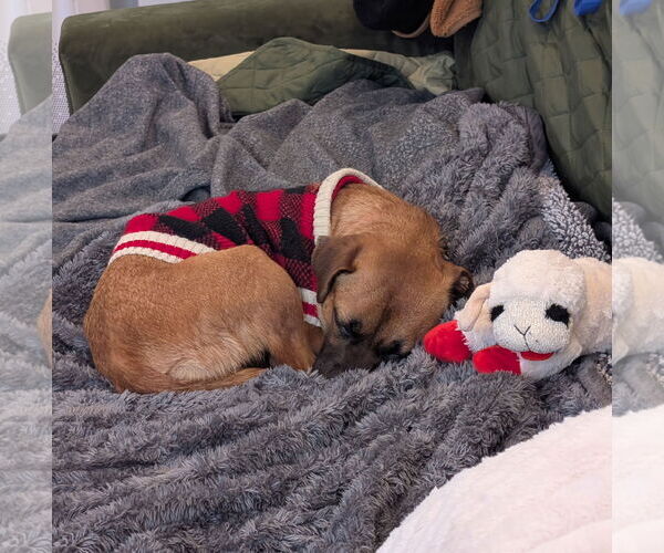 Medium Photo #48 Mutt Puppy For Sale in Philadelphia, PA, USA