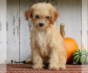 ShihPoo-Yo-Chon Mix Puppy for sale in FREDERICKSBG, OH, USA