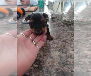 Yorkshire Terrier Puppy for sale in COLTON, NY, USA
