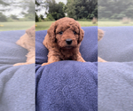 Small Photo #9 Goldendoodle-Poodle (Miniature) Mix Puppy For Sale in RANDOLPH, WI, USA