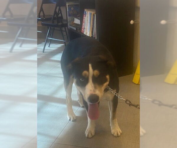 Medium Photo #1 Siberian Husky-Unknown Mix Puppy For Sale in Rancho Cucamonga, CA, USA