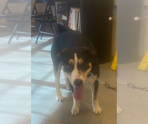 Siberian Husky-Unknown Mix Dogs for adoption in Rancho Cucamonga, CA, USA