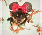 Small Photo #5 Shiba Inu Puppy For Sale in GROVESPRING, MO, USA