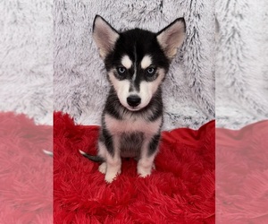 Siberian Husky Puppy for sale in SANDY HOOK, KY, USA
