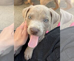 American Staffordshire Terrier-Unknown Mix Dogs for adoption in Brewster, NY, USA