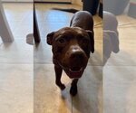 Small Photo #2 Bulldog-Staffordshire Bull Terrier Mix Puppy For Sale in Chandler, AZ, USA