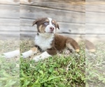 Small #1 Miniature Australian Shepherd