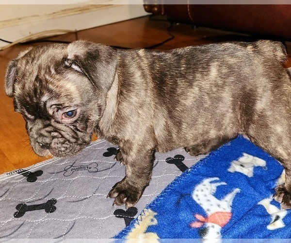 Medium Photo #5 French Bulldog Puppy For Sale in N CHESTERFLD, VA, USA