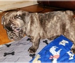 Small Photo #5 French Bulldog Puppy For Sale in N CHESTERFLD, VA, USA