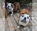 Small #4 Bulldog