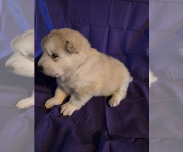 Medium Photo #4 Alaskan Malamute Puppy For Sale in CRIVITZ, WI, USA