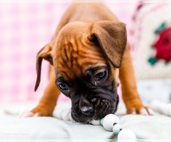 Medium Photo #10 Boxer Puppy For Sale in WAKARUSA, IN, USA