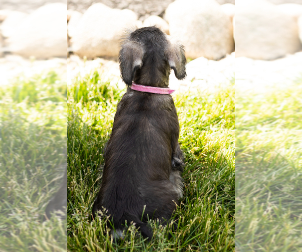 Medium Photo #33 Schnauzer (Miniature) Puppy For Sale in MILLERSBURG, IN, USA