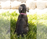 Small Photo #33 Schnauzer (Miniature) Puppy For Sale in MILLERSBURG, IN, USA