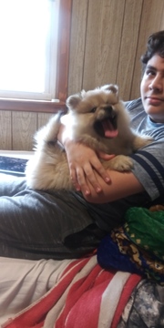 Medium Photo #4 Pomsky Puppy For Sale in BOSTON, MA, USA