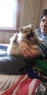 Small Photo #4 Pomsky Puppy For Sale in BOSTON, MA, USA