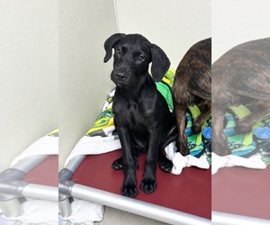 Boxer-Golden Retriever Mix Dogs for adoption in Fenton, MO, USA