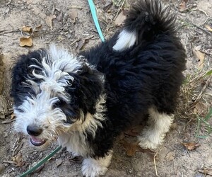 Poodle (Miniature)-Scotch Collie Mix Puppy for sale in MINEOLA, TX, USA