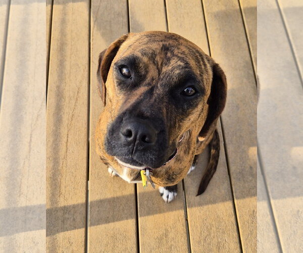 Medium Photo #5 Boxer-Unknown Mix Puppy For Sale in Burnsville, MN, USA