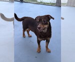 Small #2 Chiweenie